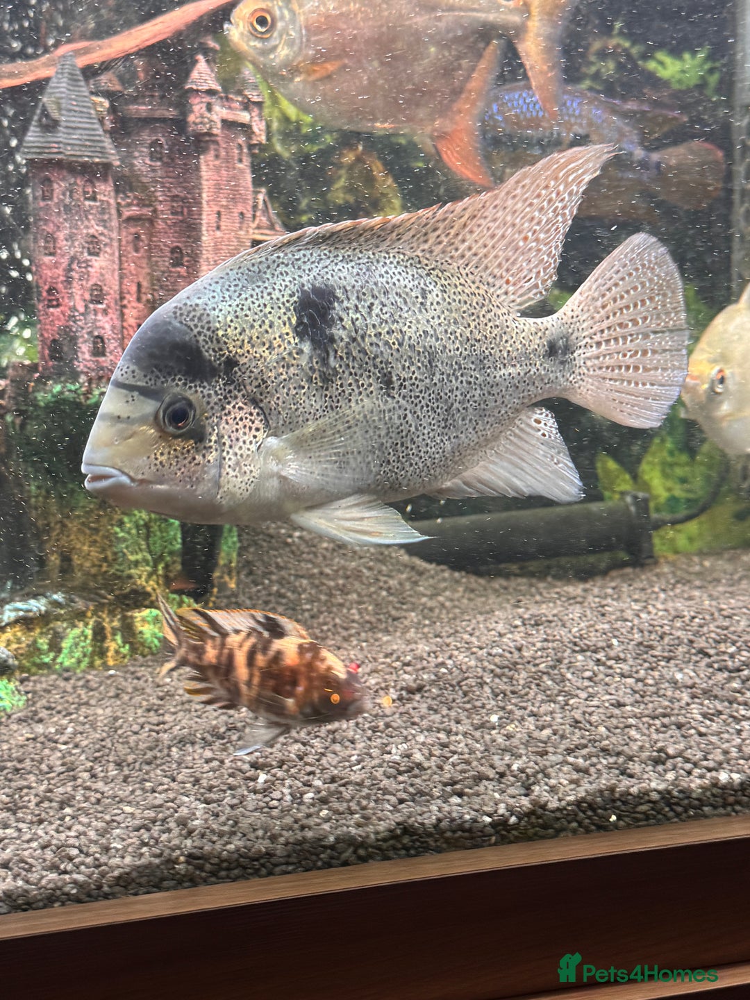 Cichlids fish for sale: Vieja argentea Cichlid  - Advert 3