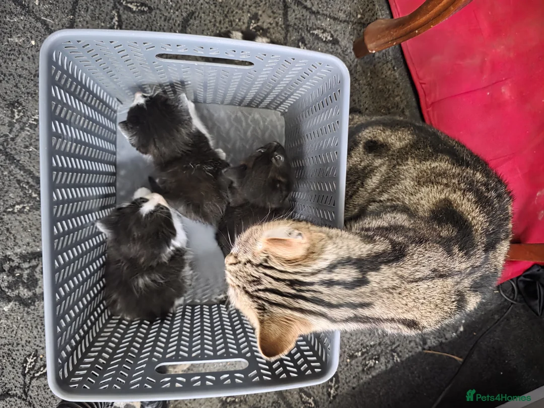 Bengal cats for sale: Three beautiful bengal maine coon kittens! in Stourbridge - Advert 10