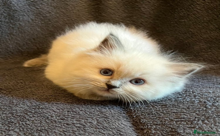 Ragdoll cats - Advert 4