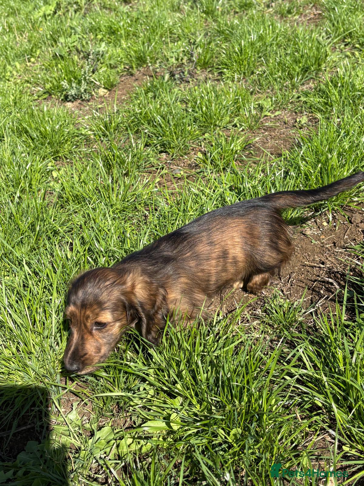 Dachshund dogs KC reg, champion bloodline, female mini dachshund - Advert 2