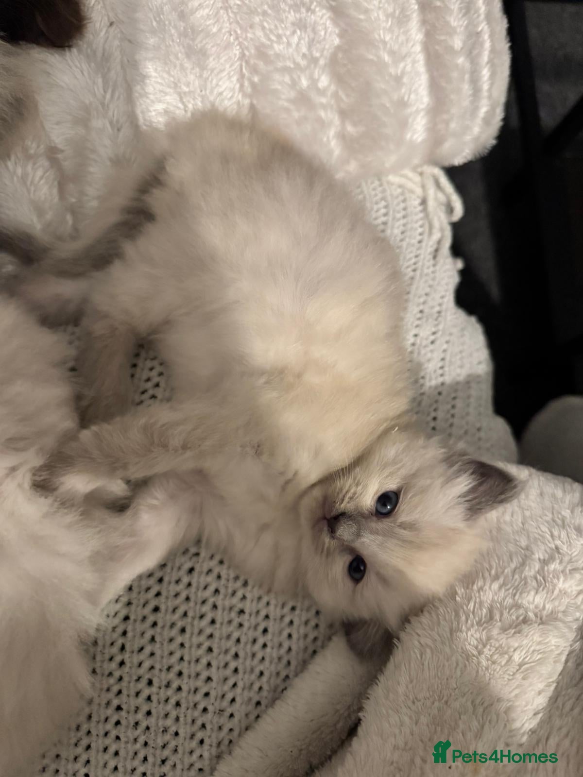 Ragdoll cats Sweet & Fluffy Ragdoll Kittens 💙 - Advert 1
