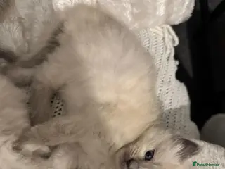 Ragdoll cats Sweet & Fluffy Ragdoll Kittens 💙 - Advert 1