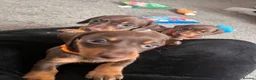 Miniature Dachshund dogs for sale: Long haired miniature daschunds - Advert 15