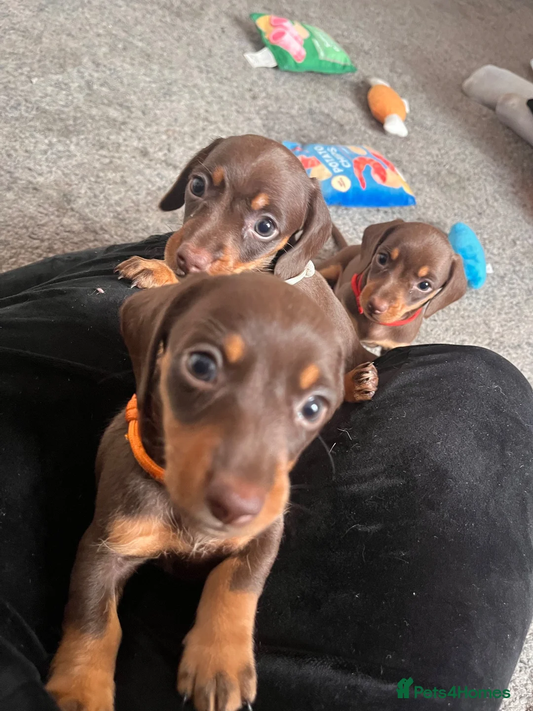Miniature Dachshund dogs for sale: Long haired miniature daschunds - Advert 15