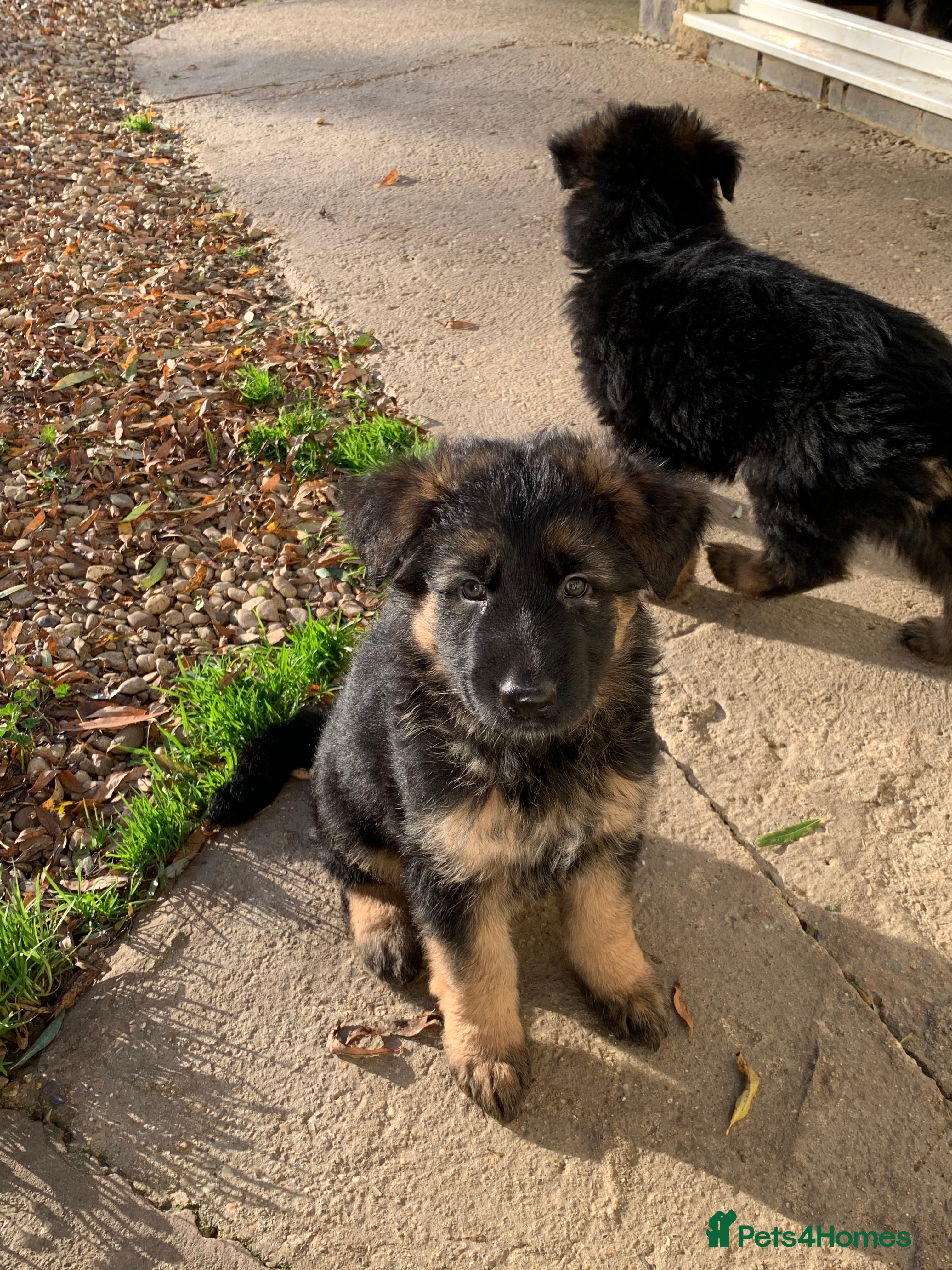 German Shepherd dogs KC registered German shepherd puppies - Advert 12