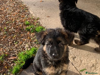 German Shepherd dogs KC registered German shepherd puppies - Advert 2
