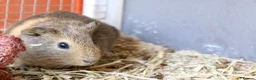 Guinea Pig rodents for sale: Single male guinea pig  - Advert 4