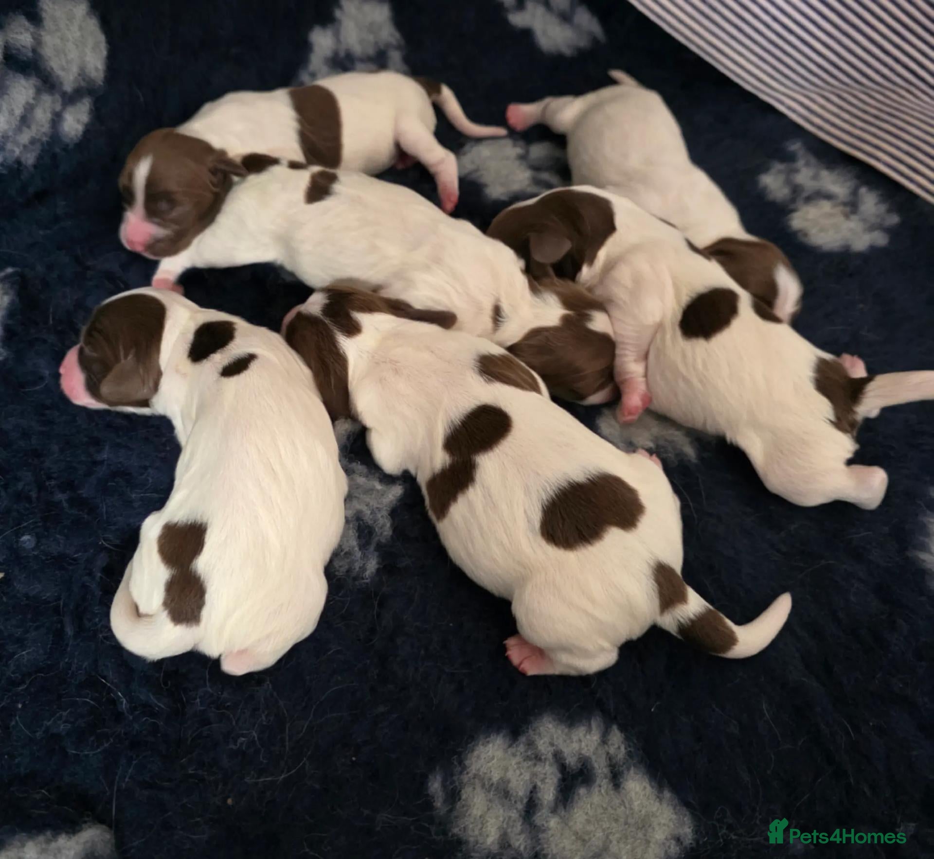 English Springer Spaniel dogs English springer spaniel puppies - Advert 2