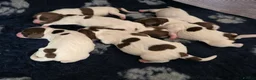English Springer Spaniel dogs for sale: English springer spaniel puppies - Advert 5