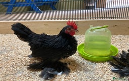 Chickens poultry for sale: Fancy Pekin Bantam Cockerals - Image 2
