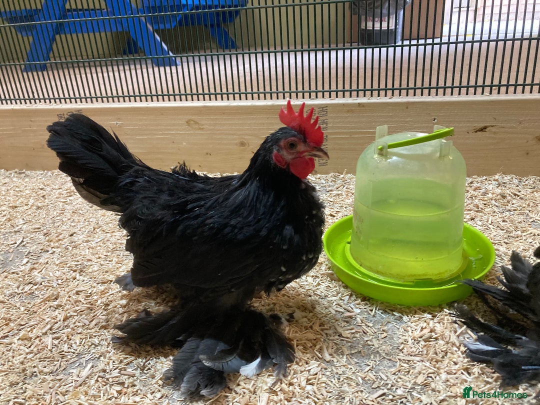 Chickens poultry for sale: Fancy Pekin Bantam Cockerals - Image 2