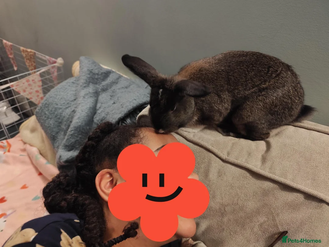Netherland Dwarf rabbits for sale: Binks is looking for a bun wife  in Stevenage - Advert 2