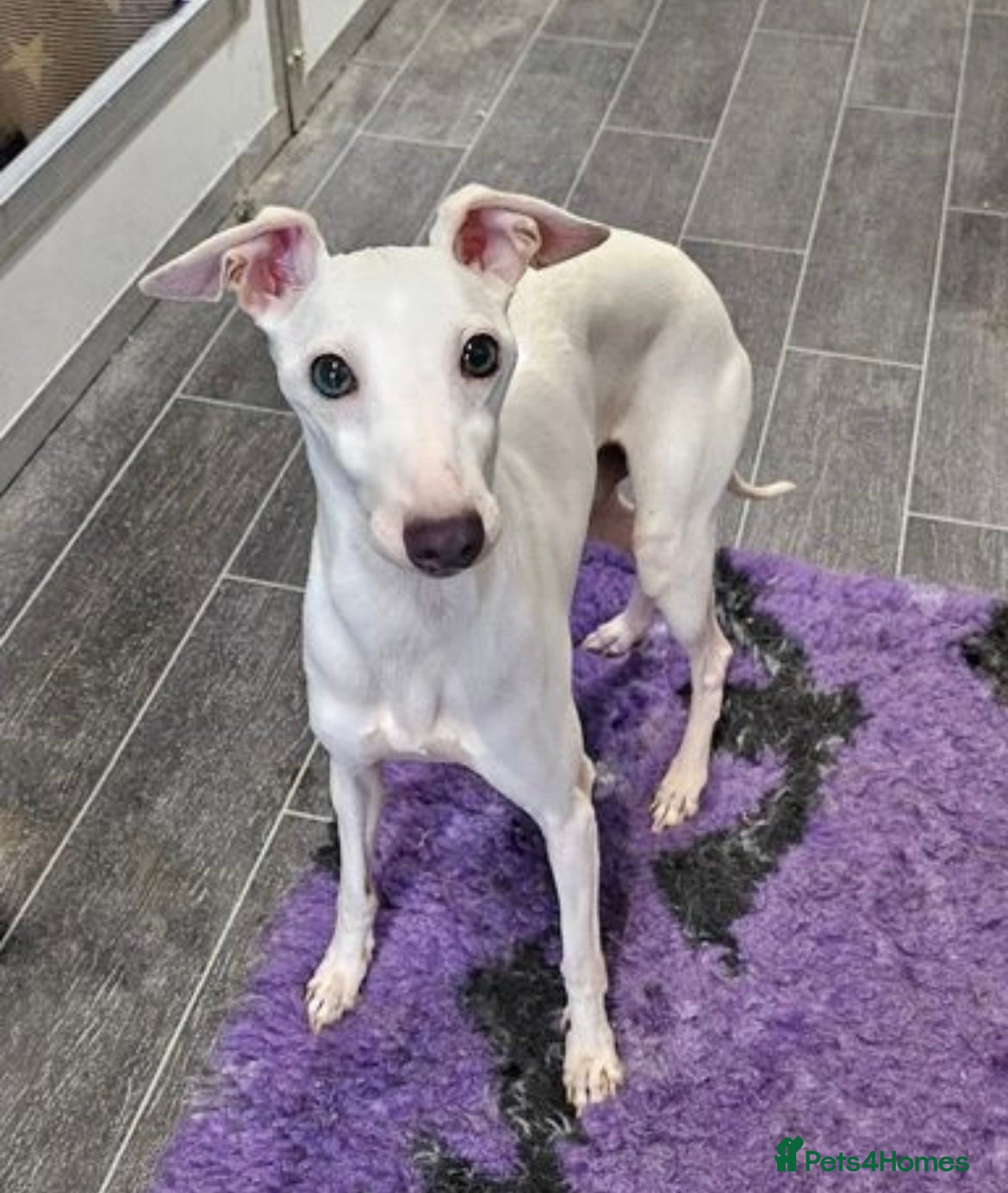 Italian Greyhound dogs Kc reg cream stud blue carrier well proven  in Barnsley - Advert 3