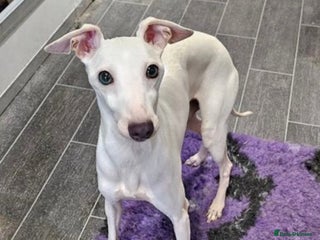 Italian Greyhound dogs in Barnsley - Advert 9