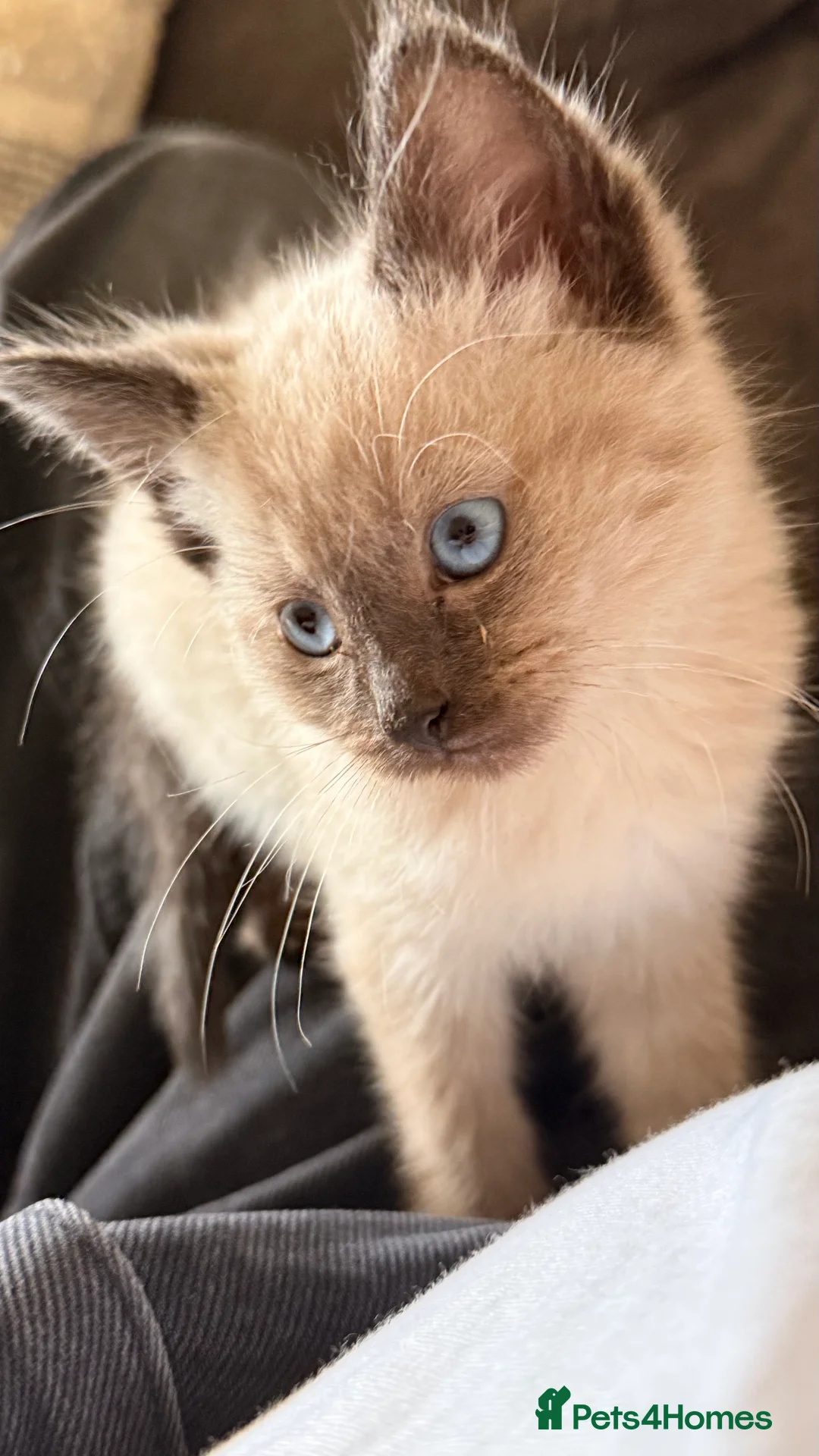 Ragdoll cats for sale: Lovely Male Ragdoll Kitten  - Advert 2