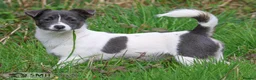 Jack Russell dogs for sale: Beautiful baby jack russells ready now - Advert 13