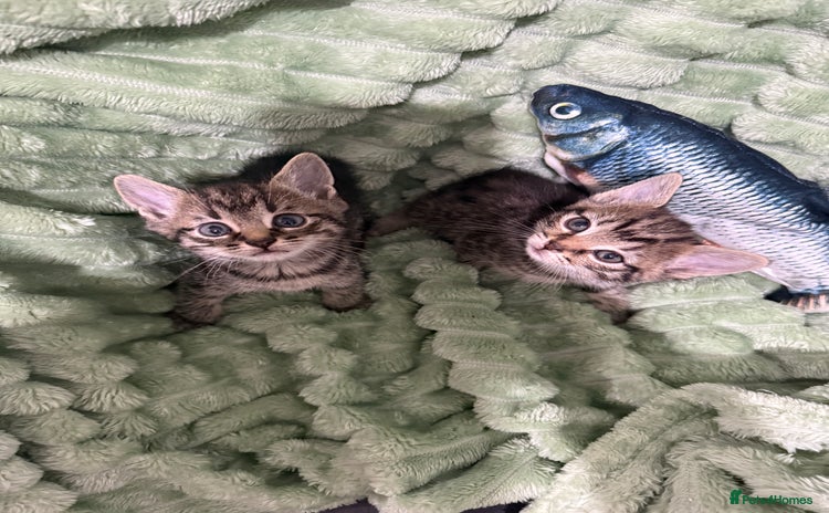 Mixed Breed cats - Advert 9