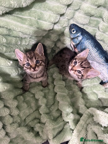 Mixed Breed cats - Advert 9