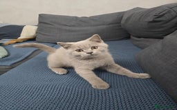 British Shorthair cats for sale: Bsh lilac Kitten – 3 Months Old  - Image 4