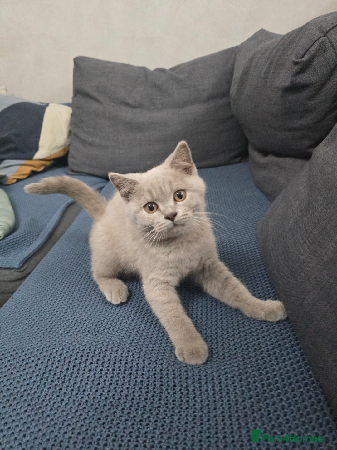 British Shorthair cats for sale: Bsh lilac Kitten – 3 Months Old  - Image 4