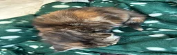Mixed Breed cats for sale: Two mixed litters for sale - Advert 4