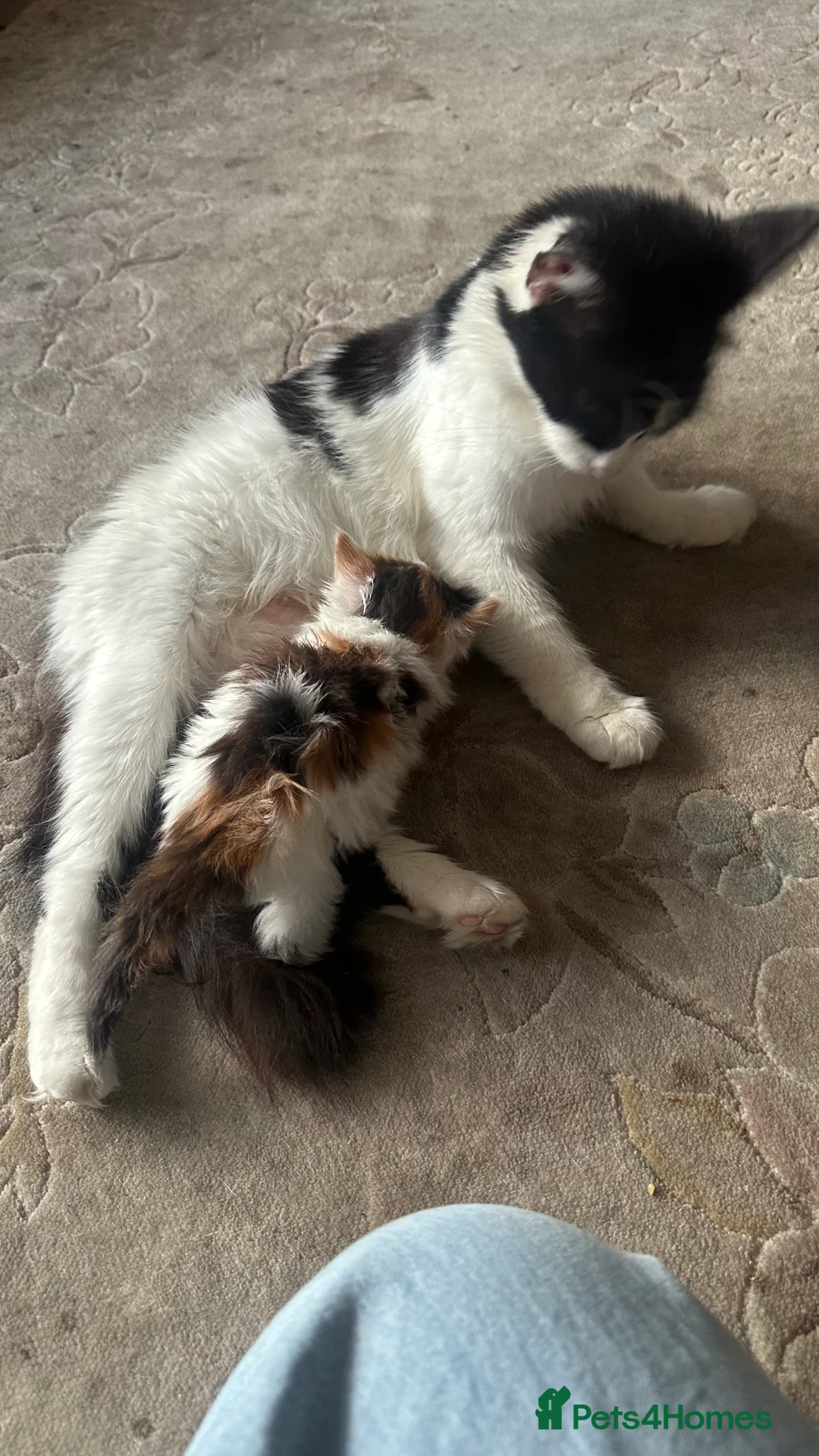 Mixed Breed cats for sale: Beautiful Mixed Breed Ragdoll x Long hair kittens - Advert 3