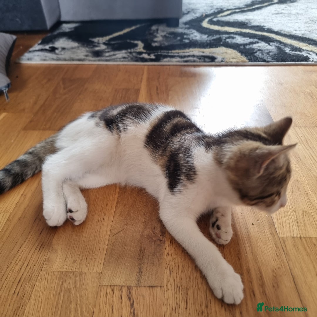 Mixed Breed cats for sale: 2 Beautiful Kittens For Sale !!! - Image 4