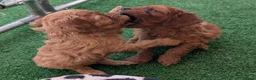 Cavapoo dogs for sale: Stunning extensively health tested Cavapoos in Portsmouth - Advert 5