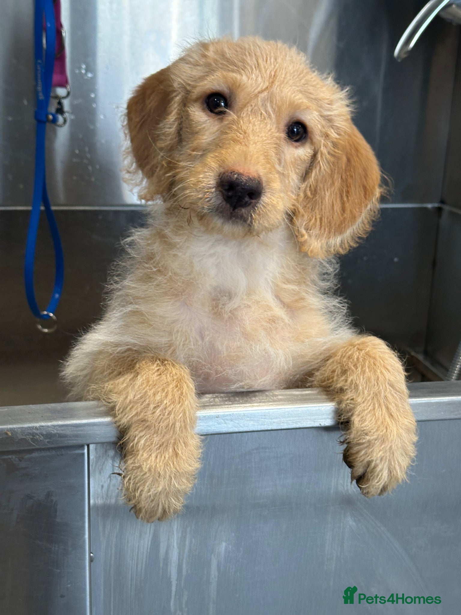 Labradoodle dogs F1 Miniature Labradoodle 🤍  - Advert 1