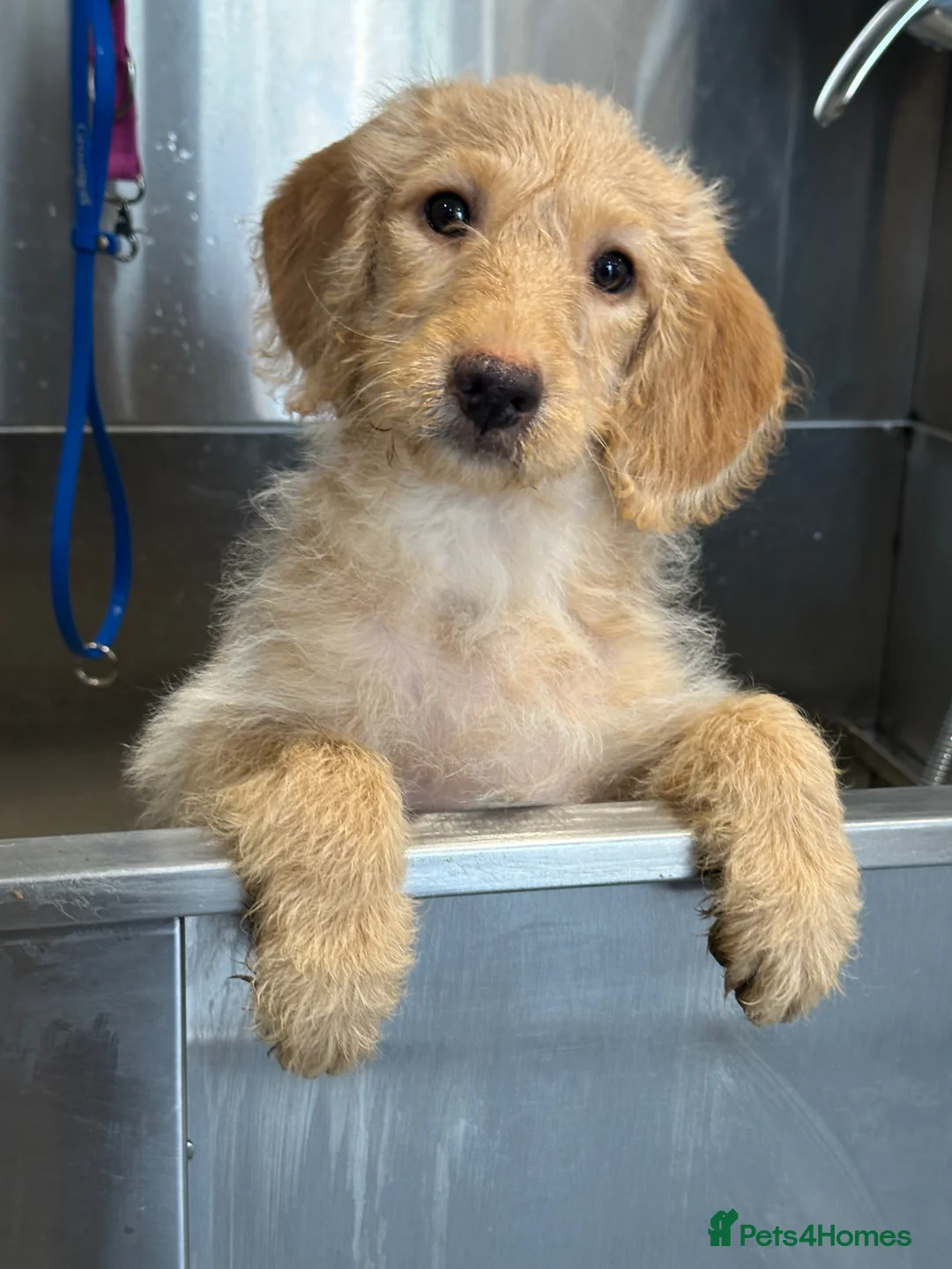 Labradoodle dogs for sale: F1 Miniature Labradoodle 🤍  - Advert 10