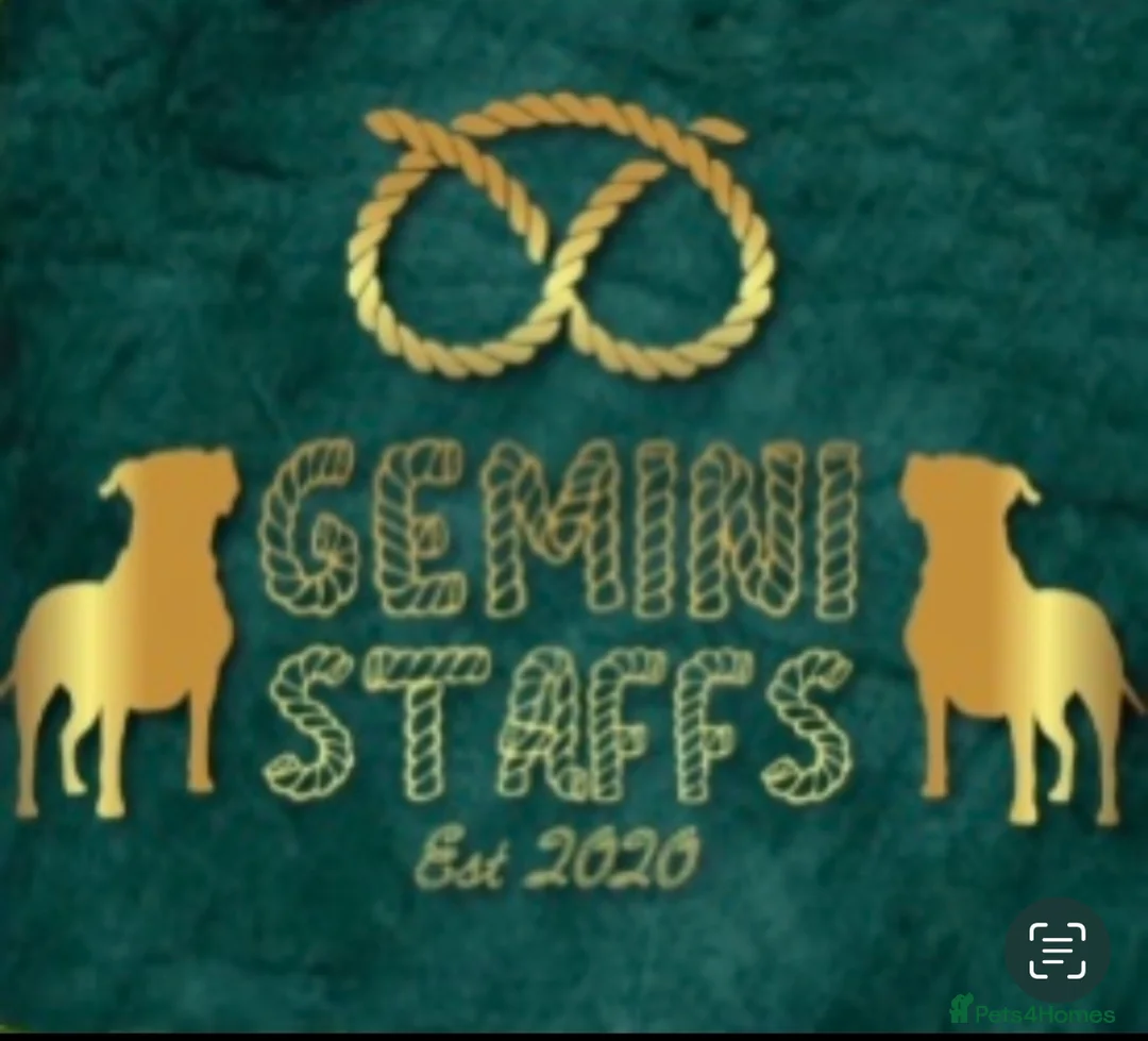 Staffordshire Bull Terrier dogs for sale: Geministaffs socks & Tilly (4⭐️ licensed breeders) - Advert 9