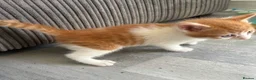 Domestic Shorthair cats for sale: 8 week kittens x 5 mixed, ginger, tortoiseshell  in Spalding - Advert 20