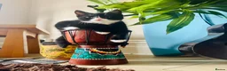 British Shorthair cats for sale: Ready for there forever home in Bournemouth - Advert 1