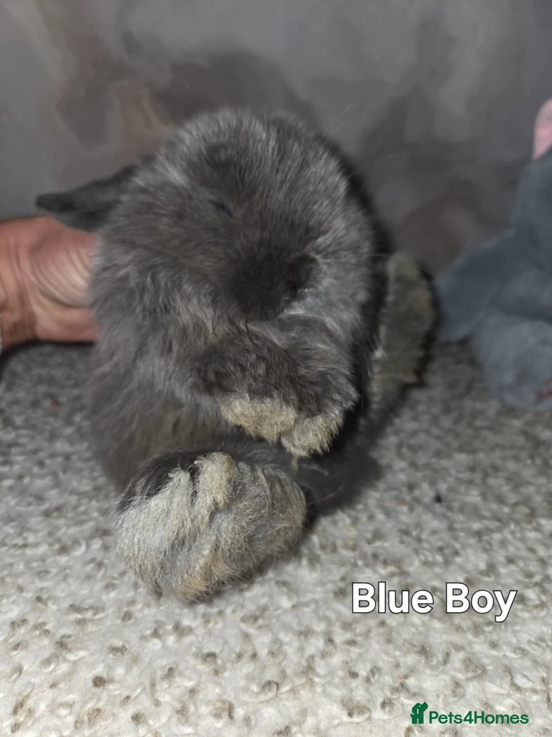 Mini Lop rabbits for sale: PURE MINI LOP BUNNIES ( All COLOURS) - Advert 11