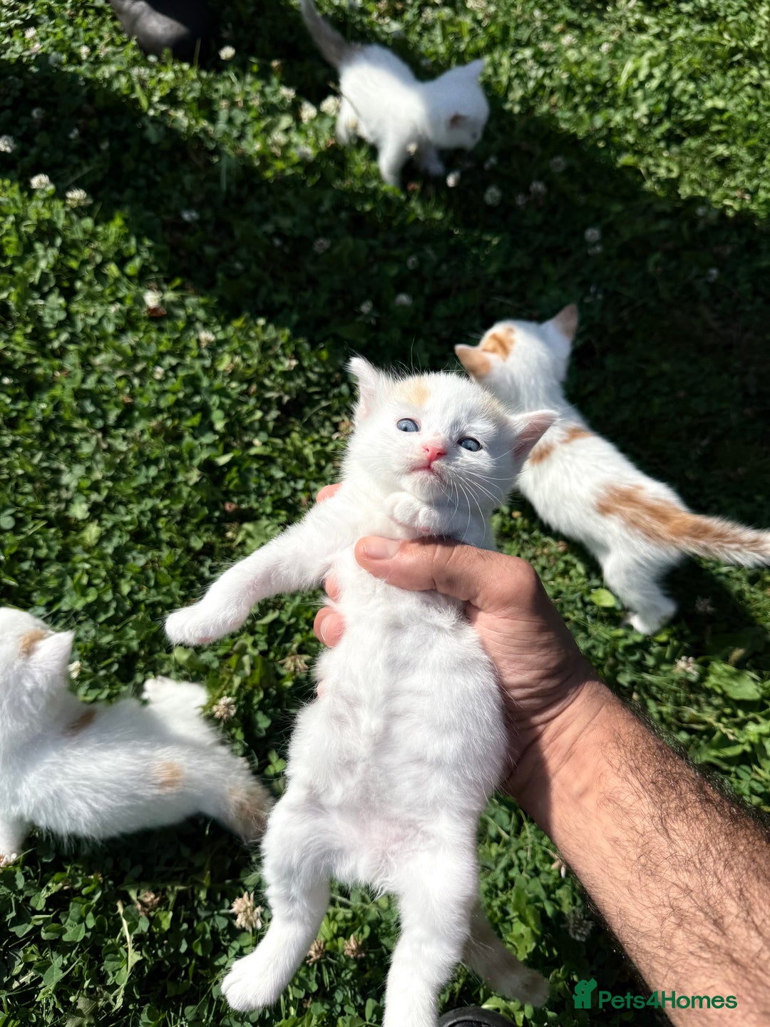 Mixed Breed cats for sale: A kitten - Image 7