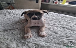 Whippet dogs for sale: Stunning whippet pups - Image 6