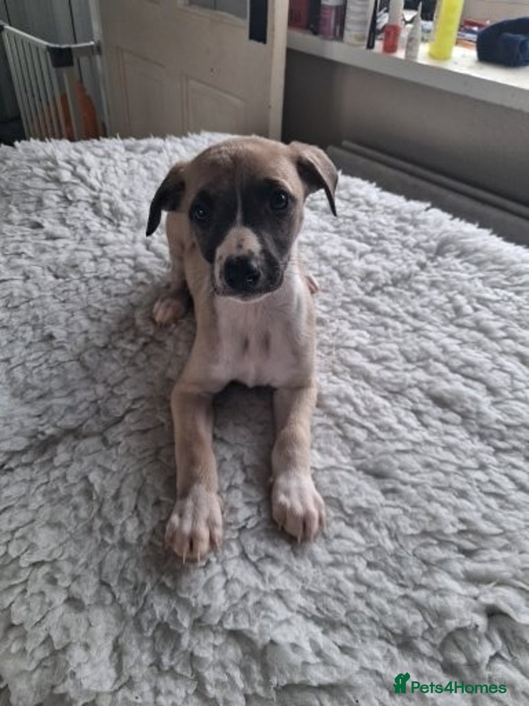 Whippet dogs for sale: Stunning whippet pups - Image 6