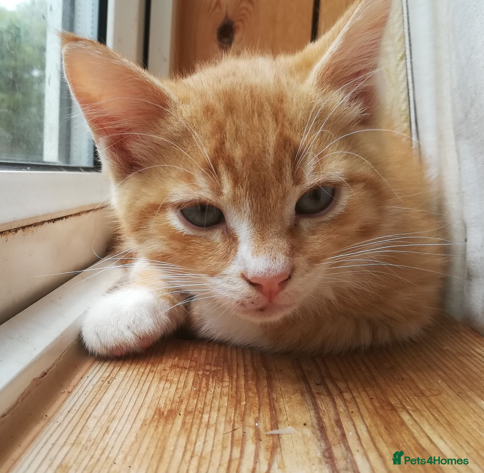 Mixed Breed cats AMAZING, BEAUTIFUL, CLEVER, HEALTHY KITTENS - Advert 2