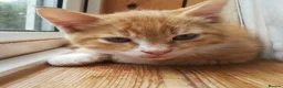 Mixed Breed cats for sale: ONLY ONE AMAZING, BEAUTIFUL, CLEVER, KITTEN LEFT - Advert 19