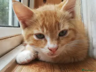 Mixed Breed cats AMAZING, BEAUTIFUL, CLEVER, HEALTHY KITTENS - Advert 2