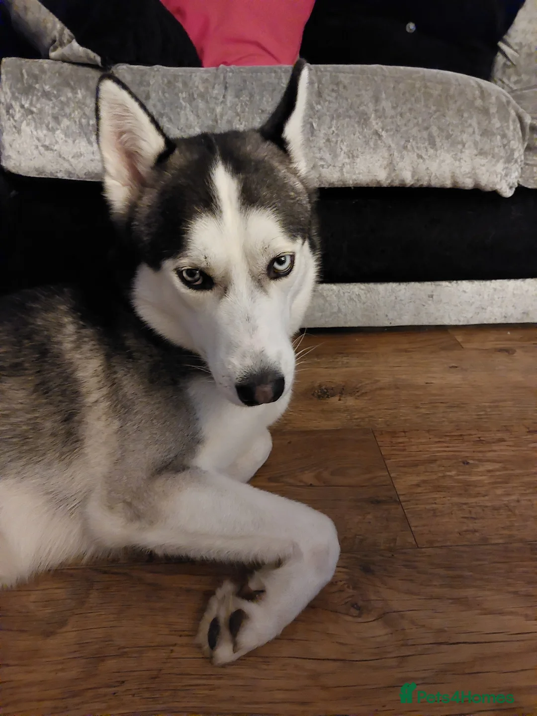 Siberian Husky dogs for stud: BLUE EYED HUSKY FOR STUD in Doncaster - Advert 13