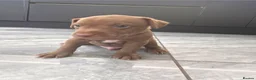 Patterdale Terrier dogs for sale: Chocolate patterdale puppies  - Advert 3