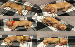 Labrador Retriever dogs for sale: Fox Red Lab Pups 🐶🩵 - Image 3