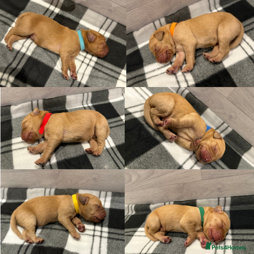 Labrador Retriever dogs for sale: Fox Red Lab Pups 🐶🩵 - Image 3