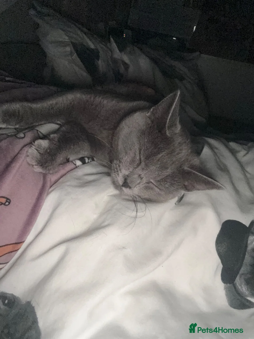 Mixed Breed cats for sale: 5 beautiful kittens  - Advert 1