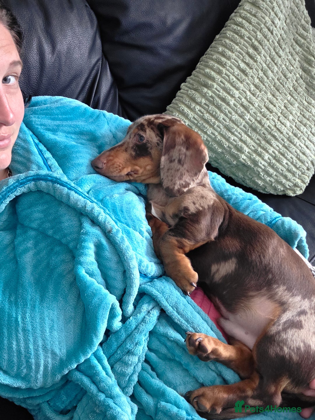 Miniature Dachshund dogs for sale: Miniture dachshund dapple - Advert 8