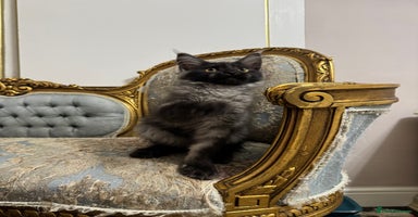 Maine Coon cats - Advert 6
