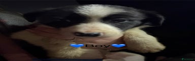 Border Collie Puppy 1