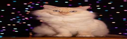 Ragdoll cats for sale: 2x RagdollxPersian Pairs in Mansfield - Advert 9