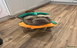 French Bulldog dogs for sale: Male 3yr old French Bulldog - Advert 1